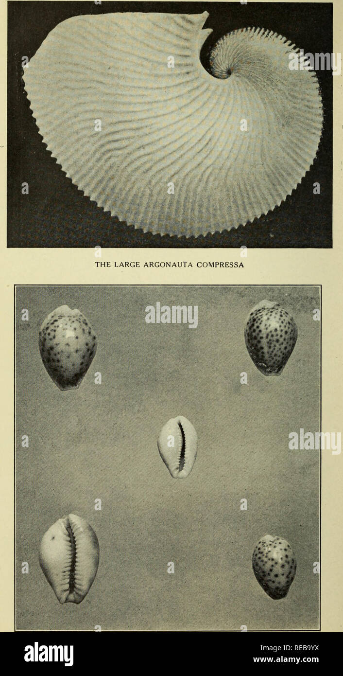 . The Conchologists' exchange. Mollusks. THE NAUTILUS, XXXIIl. PLATE U.. CYPRAEA PACIFICA OSTERGAARD. Please note that these images are extracted from scanned page images that may have been digitally enhanced for readability - coloration and appearance of these illustrations may not perfectly resemble the original work.. Averell, William D. Philadelphia, Wm. D. Averell Stock Photo