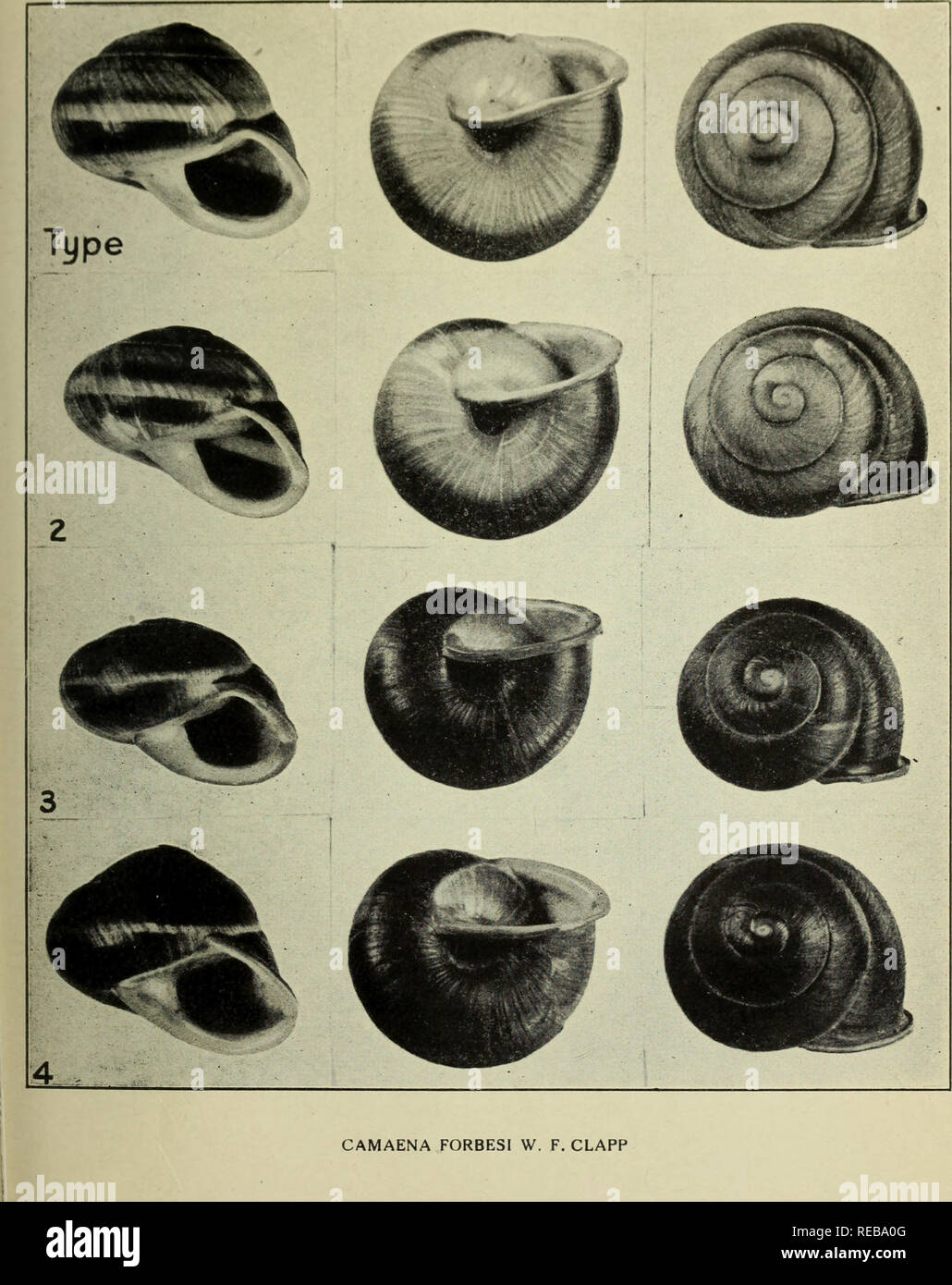 . The Conchologists' exchange. Mollusks. IHt NAUIII US. WMIl PLATt I. Please note that these images are extracted from scanned page images that may have been digitally enhanced for readability - coloration and appearance of these illustrations may not perfectly resemble the original work.. Averell, William D. Philadelphia, Wm. D. Averell Stock Photo
