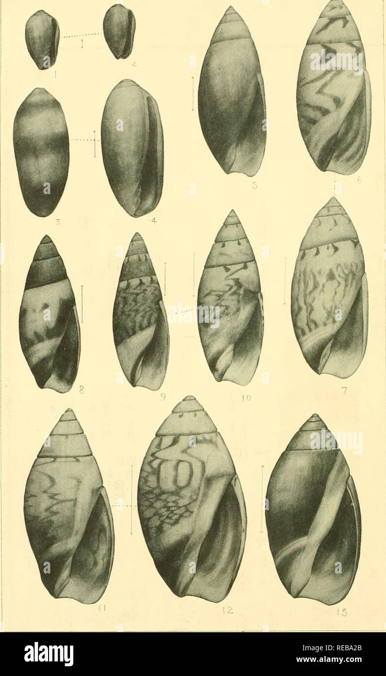. The Conchological magazine. Mollusks. JAPANESE MARINE MOLLUSKS (PL, 2*^ Marginella sp. 4' I Marginella (Yolvaria) sp. 5. OUvella sp. ?J OUvella sp. XLIV.)(?????)?????? 8. OUvella sp. 1?Olivelln lepta Duclos. i. OUvella fortunei Adams. 13. OUvella fortunei japonica Steams- THE CONGHOLOqiCAb MAQAZINE VOL, 111. PL. I.??????????. Please note that these images are extracted from scanned page images that may have been digitally enhanced for readability - coloration and appearance of these illustrations may not perfectly resemble the original work.. Hirase, Yoichiro, 1859-1925. Kyoto : Published by Stock Photo