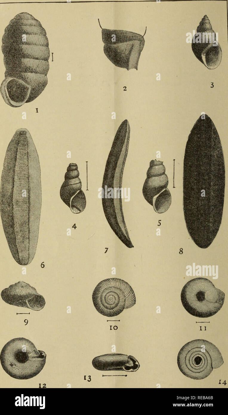 . The Conchologists' exchange. Mollusks. THE NAUTILUS, 1891.. PILSBRY, ON NEW AMERICAN MOLLUSKS.. Please note that these images are extracted from scanned page images that may have been digitally enhanced for readability - coloration and appearance of these illustrations may not perfectly resemble the original work.. Averell, William D. Philadelphia, Wm. D. Averell Stock Photo