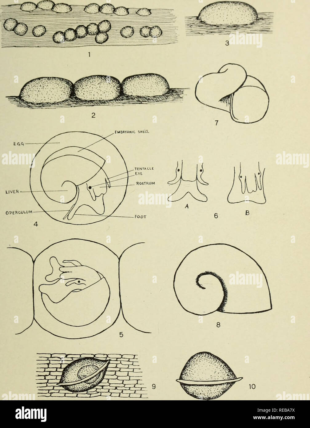 . The Conchologists' exchange. Mollusks. THK NAUTILUS. XWll I'l.Al K II. BAKER: GILLIA AND AMNICOLA.. Please note that these images are extracted from scanned page images that may have been digitally enhanced for readability - coloration and appearance of these illustrations may not perfectly resemble the original work.. Averell, William D. Philadelphia, Wm. D. Averell Stock Photo
