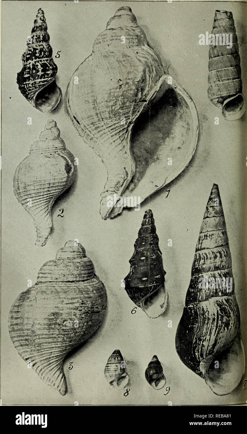 . The Conchologists' exchange. Mollusks. THE NAUTILUS, 1893.. PILSBRY.—NEW N. JERSEY AND MEXICAN SHELLS.. Please note that these images are extracted from scanned page images that may have been digitally enhanced for readability - coloration and appearance of these illustrations may not perfectly resemble the original work.. Averell, William D. Philadelphia, Wm. D. Averell Stock Photo
