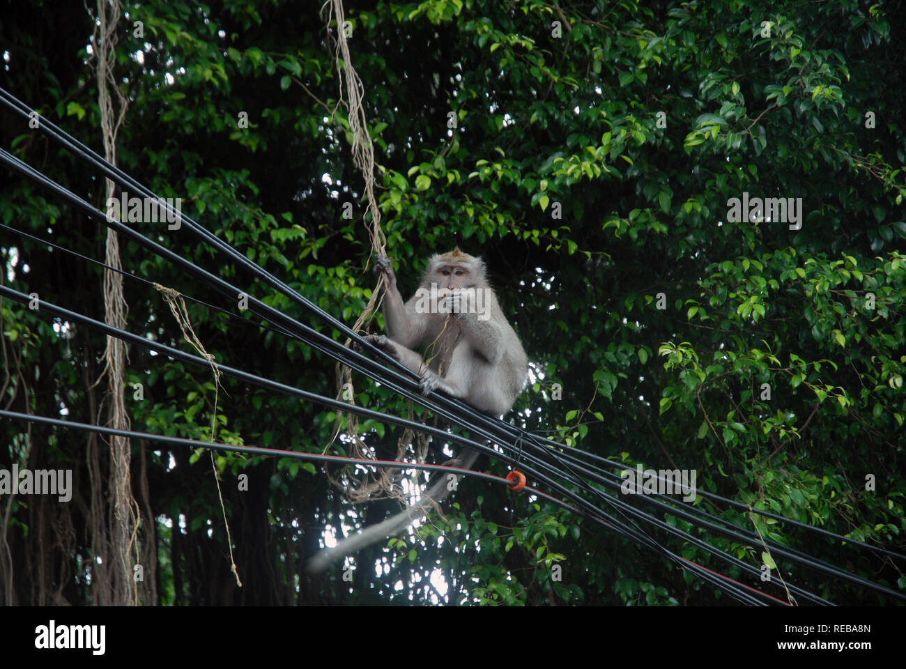 Monkey sat on phone line outside the Sacred Monkey Forest Sanctuary, Jalan Monkey Forest, Ubud, Gianyar, Bali, Indonesia. Stock Photo