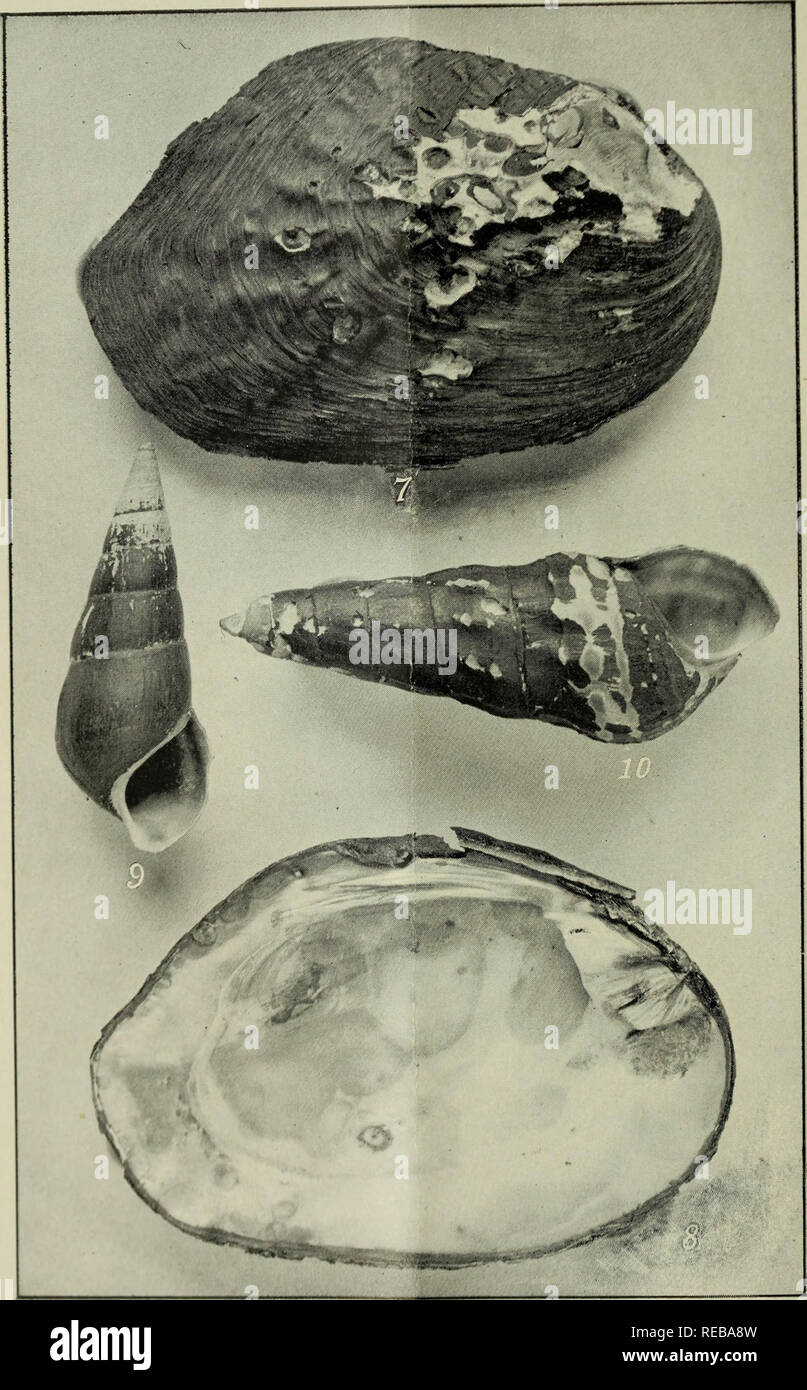 . The Conchologists' exchange. Mollusks. THE NAUTILUS, 1893. PL. I.. PILSBKY—NtW UiNIO AND FACHYCHILUS.. Please note that these images are extracted from scanned page images that may have been digitally enhanced for readability - coloration and appearance of these illustrations may not perfectly resemble the original work.. Averell, William D. Philadelphia, Wm. D. Averell Stock Photo