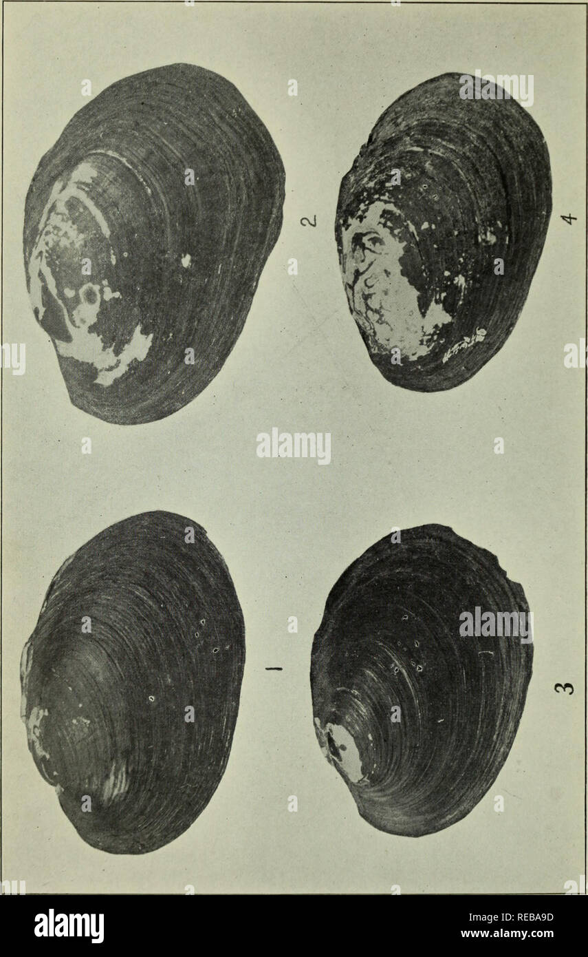 . The Conchologists' exchange. Mollusks. THE NAUTILUS. PLATE II. UNK) KADIATUS ONEIDENSIS BAKER.. Please note that these images are extracted from scanned page images that may have been digitally enhanced for readability - coloration and appearance of these illustrations may not perfectly resemble the original work.. Averell, William D. Philadelphia, Wm. D. Averell Stock Photo