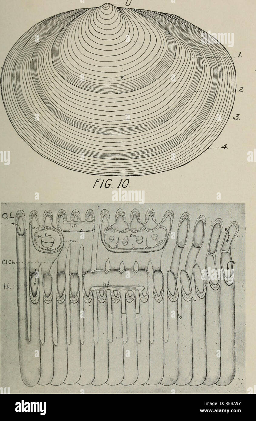 . The Conchologists' exchange. Mollusks. THE NAUTILUS. XXXI PLATE VI. FlO. 11 GILMORE: REPRODUCTION OF SPH/flRlID^f:. Please note that these images are extracted from scanned page images that may have been digitally enhanced for readability - coloration and appearance of these illustrations may not perfectly resemble the original work.. Averell, William D. Philadelphia, Wm. D. Averell Stock Photo