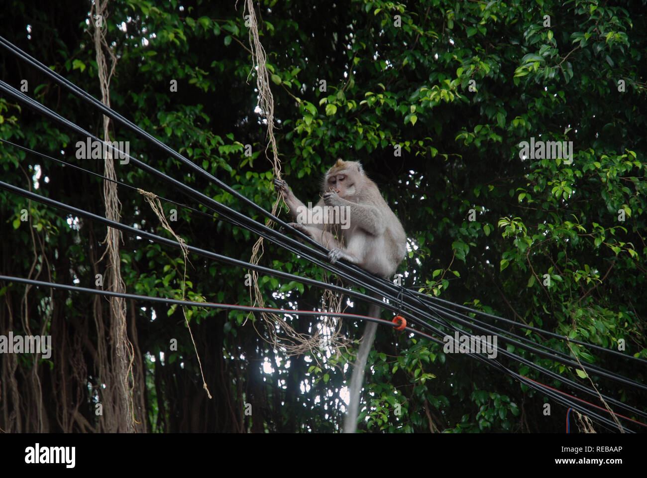 Monkey sat on phone line outside the Sacred Monkey Forest Sanctuary, Jalan Monkey Forest, Ubud, Gianyar, Bali, Indonesia. Stock Photo