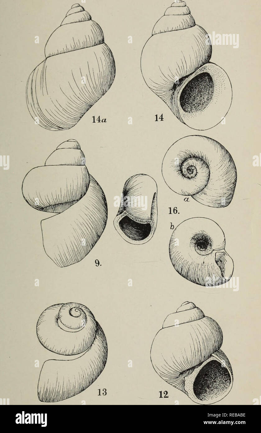 . The Conchologists' exchange. Mollusks. THE NAUTILUS, XXIV. PLATE X. ALDRICH : PLIOCENE FOSSILS FROM GEORGIA.. Please note that these images are extracted from scanned page images that may have been digitally enhanced for readability - coloration and appearance of these illustrations may not perfectly resemble the original work.. Averell, William D. Philadelphia, Wm. D. Averell Stock Photo