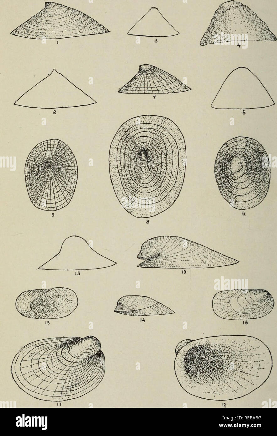 . The Conchologists' exchange. Mollusks. THE NAUTILUS, XXXr PLATE I. WALKER: ANCYLID/E. Please note that these images are extracted from scanned page images that may have been digitally enhanced for readability - coloration and appearance of these illustrations may not perfectly resemble the original work.. Averell, William D. Philadelphia, Wm. D. Averell Stock Photo