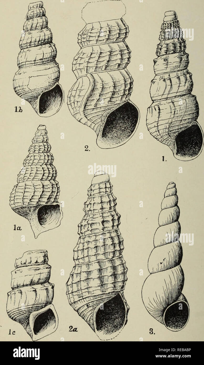 . The Conchologists' exchange. Mollusks. THE NAUTILUS, XXIV. PLATE V. ALDRICH : PLIOCENE FOSSILS FROM GEORGIA.. Please note that these images are extracted from scanned page images that may have been digitally enhanced for readability - coloration and appearance of these illustrations may not perfectly resemble the original work.. Averell, William D. Philadelphia, Wm. D. Averell Stock Photo