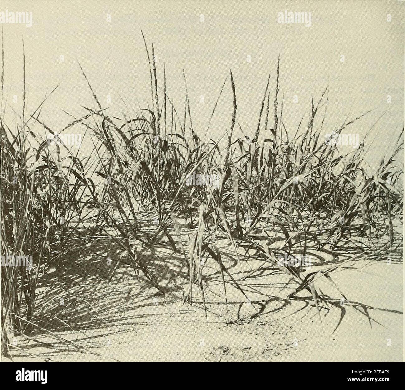. Dune stabilization with PANICUM AMARUM along the North Carolina coast. Shore protection; Sand dune ecology. Figure 1. Paniaum amarum (bitter panicum) near Duck, North Carolina.. Please note that these images are extracted from scanned page images that may have been digitally enhanced for readability - coloration and appearance of these illustrations may not perfectly resemble the original work.. Seneca, E. D; Woodhouse, W. W. (William Walton), 1910-; Broome, S. W. (Stephen White), 1945-. Fort Belvoir, Va. : U. S. Army, Corps of Engineering Research Center Stock Photo