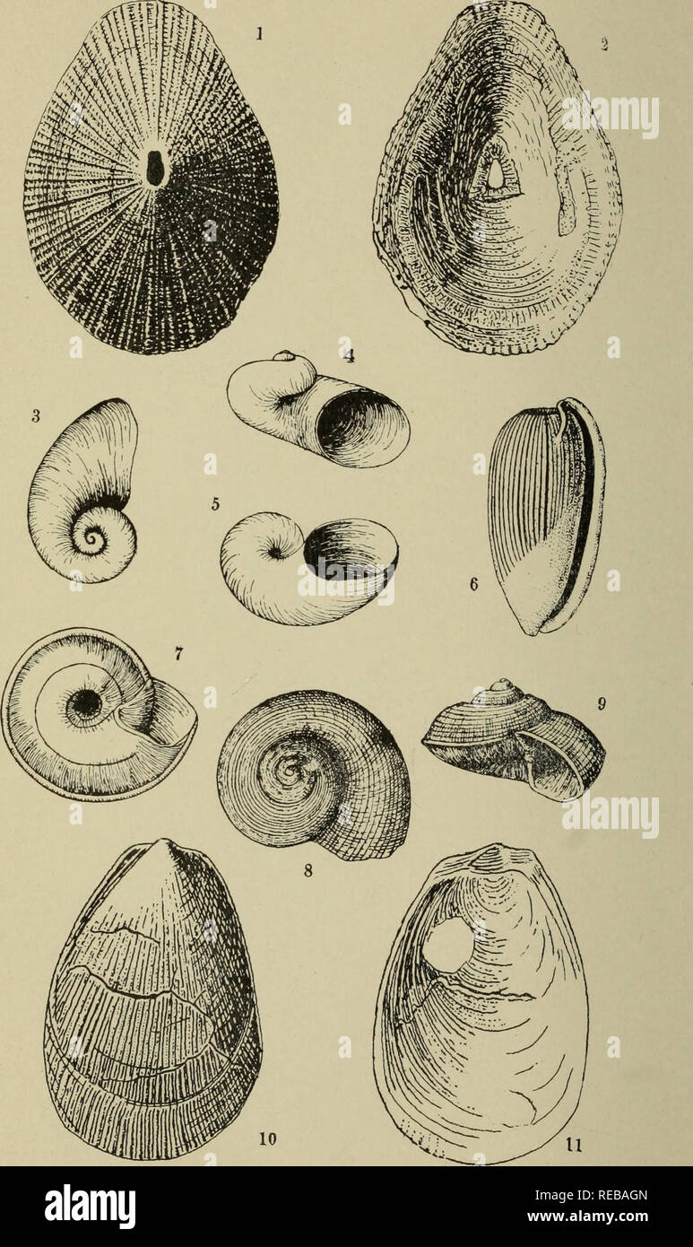 . The Conchologists' exchange. Mollusks. THE NAUTILUS, XXIV. PLATE IV.. ALDRICH: NEW EOCENE FOSSILS.. Please note that these images are extracted from scanned page images that may have been digitally enhanced for readability - coloration and appearance of these illustrations may not perfectly resemble the original work.. Averell, William D. Philadelphia, Wm. D. Averell Stock Photo