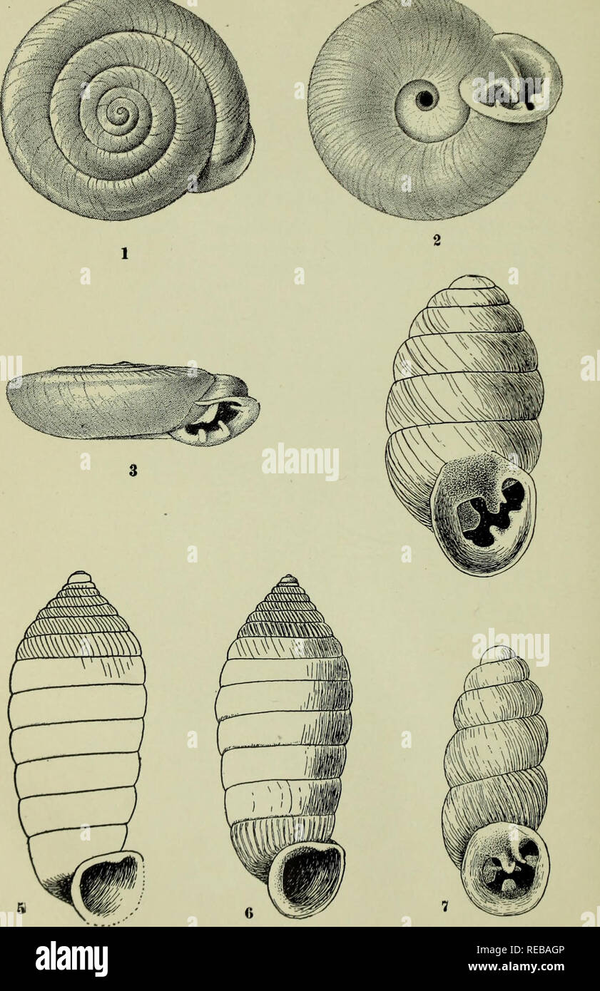 . The Conchologists' exchange. Mollusks. THE NAUTILUS, XXII. PLATE VIII.. d, 2, 3, ASHMUNELLA KOCHII CLAPP. 4, BIFIDARIA CLAPPl STERKI. 5, 6, HOLOSPIRA BARTSCHI P. &amp; C. 7, BIFIDARIA BILAMELLATA STERKI &amp; CLAPP.. Please note that these images are extracted from scanned page images that may have been digitally enhanced for readability - coloration and appearance of these illustrations may not perfectly resemble the original work.. Averell, William D. Philadelphia, Wm. D. Averell Stock Photo