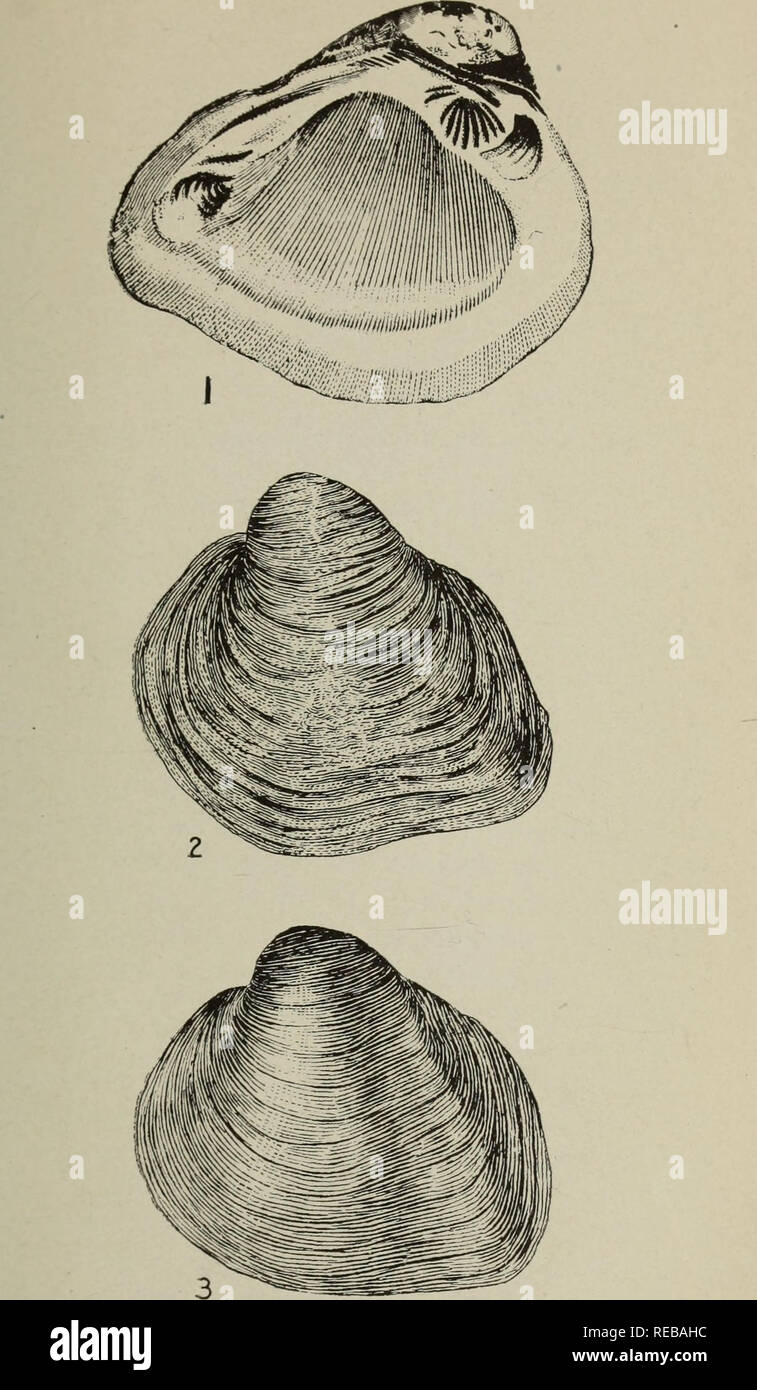 . The Conchologists' exchange. Mollusks. THE NAUTILUS, XXIV. PLATE I.. QUADRULA UNDATA BARNES.. Please note that these images are extracted from scanned page images that may have been digitally enhanced for readability - coloration and appearance of these illustrations may not perfectly resemble the original work.. Averell, William D. Philadelphia, Wm. D. Averell Stock Photo