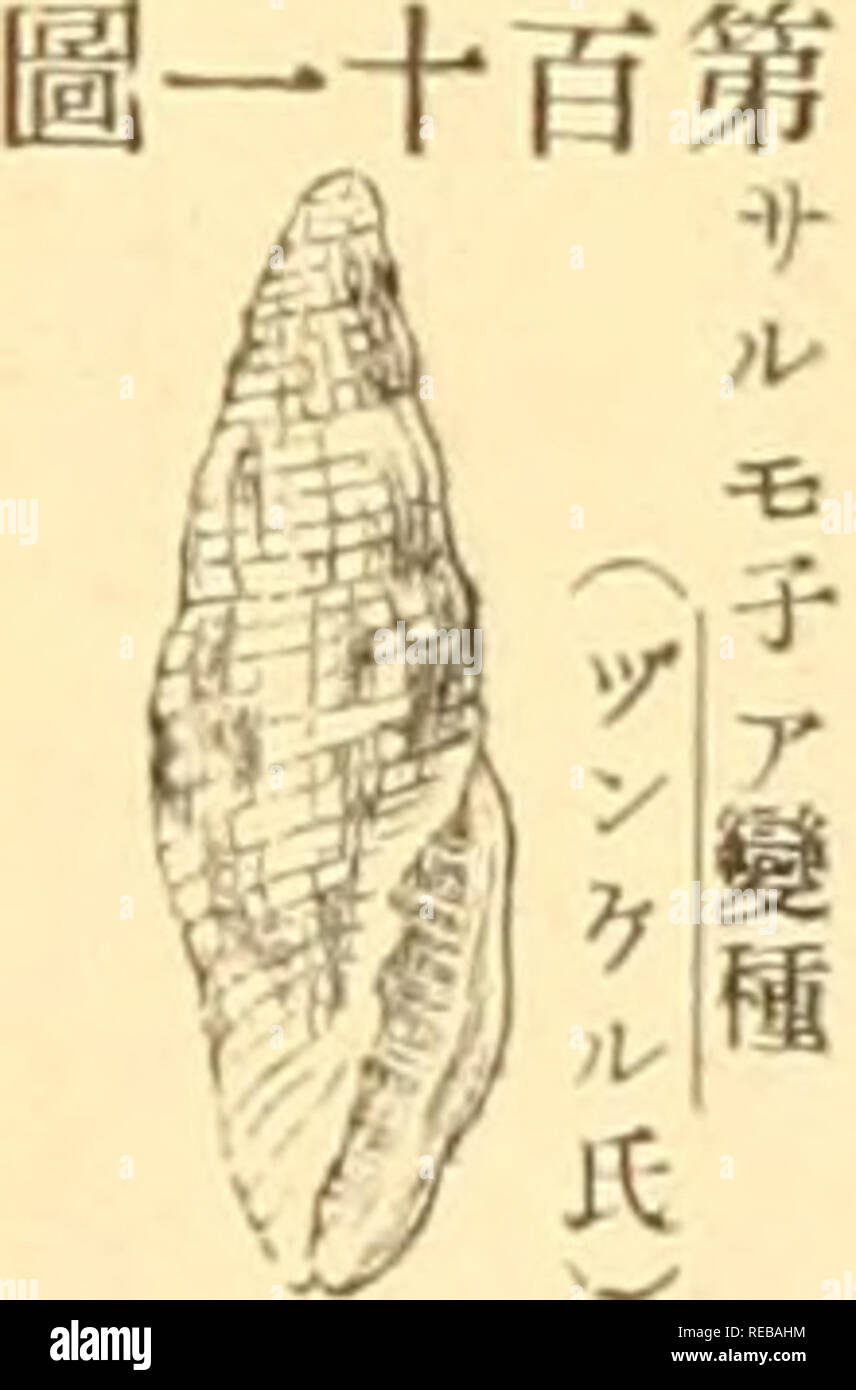 The Conchological Magazine Mollusks Baaºaeaºaa A ae Ae 402 Ac C ºac C Ae Aeµ C A E Aeªªe Eaaa A Vatia a E C Aªaa peaaa A A A C E C Ac a A Ae Aea Aeªªaaa Vaaªaa A Ae Eª C A A A C A Ec A Ha Ae µc A E Ac A A cae A