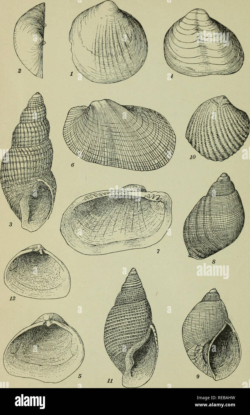 . The Conchologists' exchange. Mollusks. THE NAUTILUS, XXII. PLATE V.. ALDHICH: NEW EOCENE MOLLUSCA.. Please note that these images are extracted from scanned page images that may have been digitally enhanced for readability - coloration and appearance of these illustrations may not perfectly resemble the original work.. Averell, William D. Philadelphia, Wm. D. Averell Stock Photo