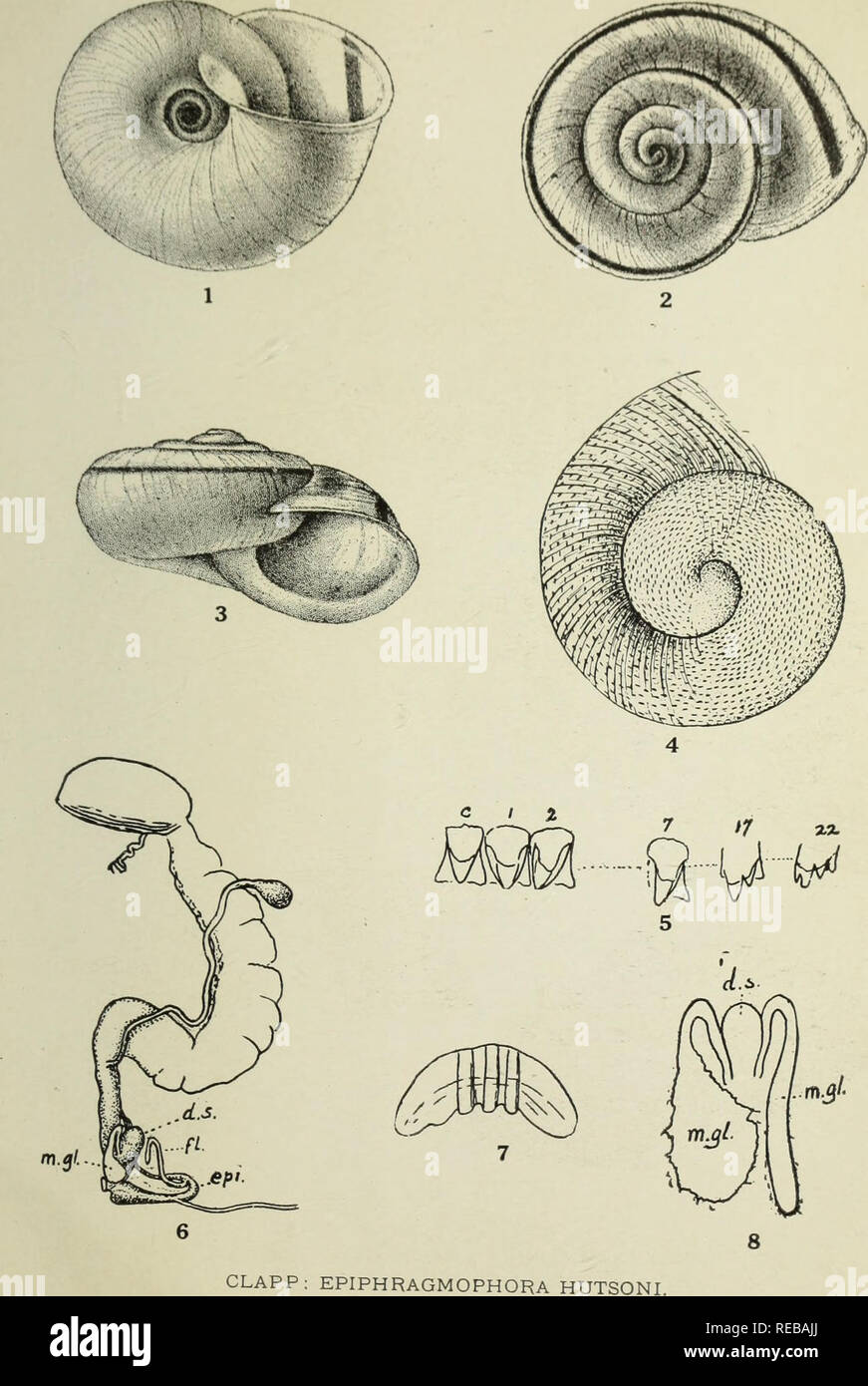 . The Conchologists' exchange. Mollusks. THK NAUTILUS XX. PLATE IX.. Please note that these images are extracted from scanned page images that may have been digitally enhanced for readability - coloration and appearance of these illustrations may not perfectly resemble the original work.. Averell, William D. Philadelphia, Wm. D. Averell Stock Photo