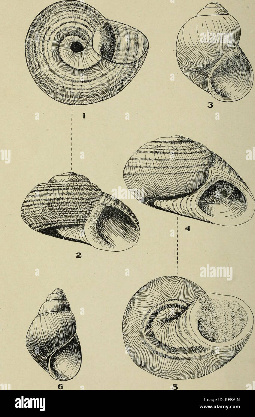 . The Conchologists' exchange. Mollusks. THE NAU riLL'S, XXIU PLATE IX.. MEXICAN AMNICOLID^.. Please note that these images are extracted from scanned page images that may have been digitally enhanced for readability - coloration and appearance of these illustrations may not perfectly resemble the original work.. Averell, William D. Philadelphia, Wm. D. Averell Stock Photo