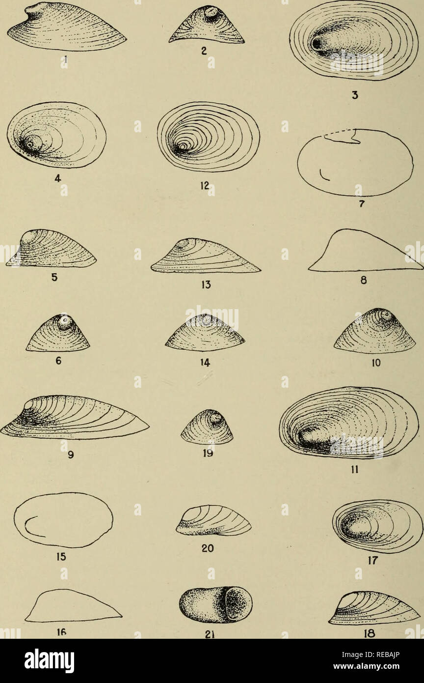 . The Conchologists' exchange. Mollusks. THE NAUTILUS. XXVIl. PLATE VII. WALKER: ANCYLID^ OF NORTH AFRICA.. Please note that these images are extracted from scanned page images that may have been digitally enhanced for readability - coloration and appearance of these illustrations may not perfectly resemble the original work.. Averell, William D. Philadelphia, Wm. D. Averell Stock Photo
