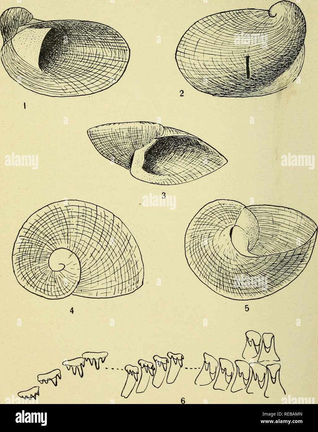 . The Conchologists' exchange. Mollusks. THE NAUTILUS, XX. PLATE in.. AMPHIGYRA AND N EOPLANORBIS.. Please note that these images are extracted from scanned page images that may have been digitally enhanced for readability - coloration and appearance of these illustrations may not perfectly resemble the original work.. Averell, William D. Philadelphia, Wm. D. Averell Stock Photo