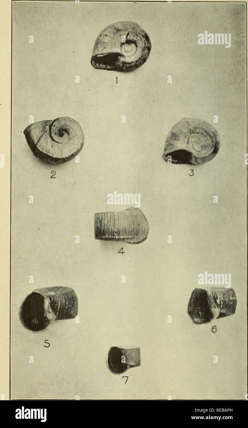 . The Conchologists' exchange. Mollusks. N. AUTiiiUS, Vol. XTII. Plate III.. Planorbis corpulentus Say.. Please note that these images are extracted from scanned page images that may have been digitally enhanced for readability - coloration and appearance of these illustrations may not perfectly resemble the original work.. Averell, William D. Philadelphia, Wm. D. Averell Stock Photo