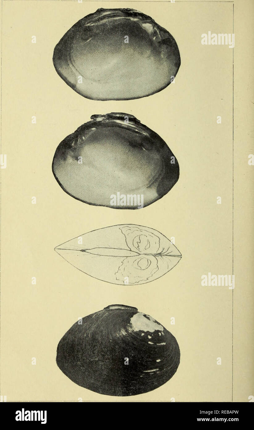 . The Conchologists' exchange. Mollusks. Nautilus Vol. XfH.. Unto Hageeri Frierson.. Please note that these images are extracted from scanned page images that may have been digitally enhanced for readability - coloration and appearance of these illustrations may not perfectly resemble the original work.. Averell, William D. Philadelphia, Wm. D. Averell Stock Photo