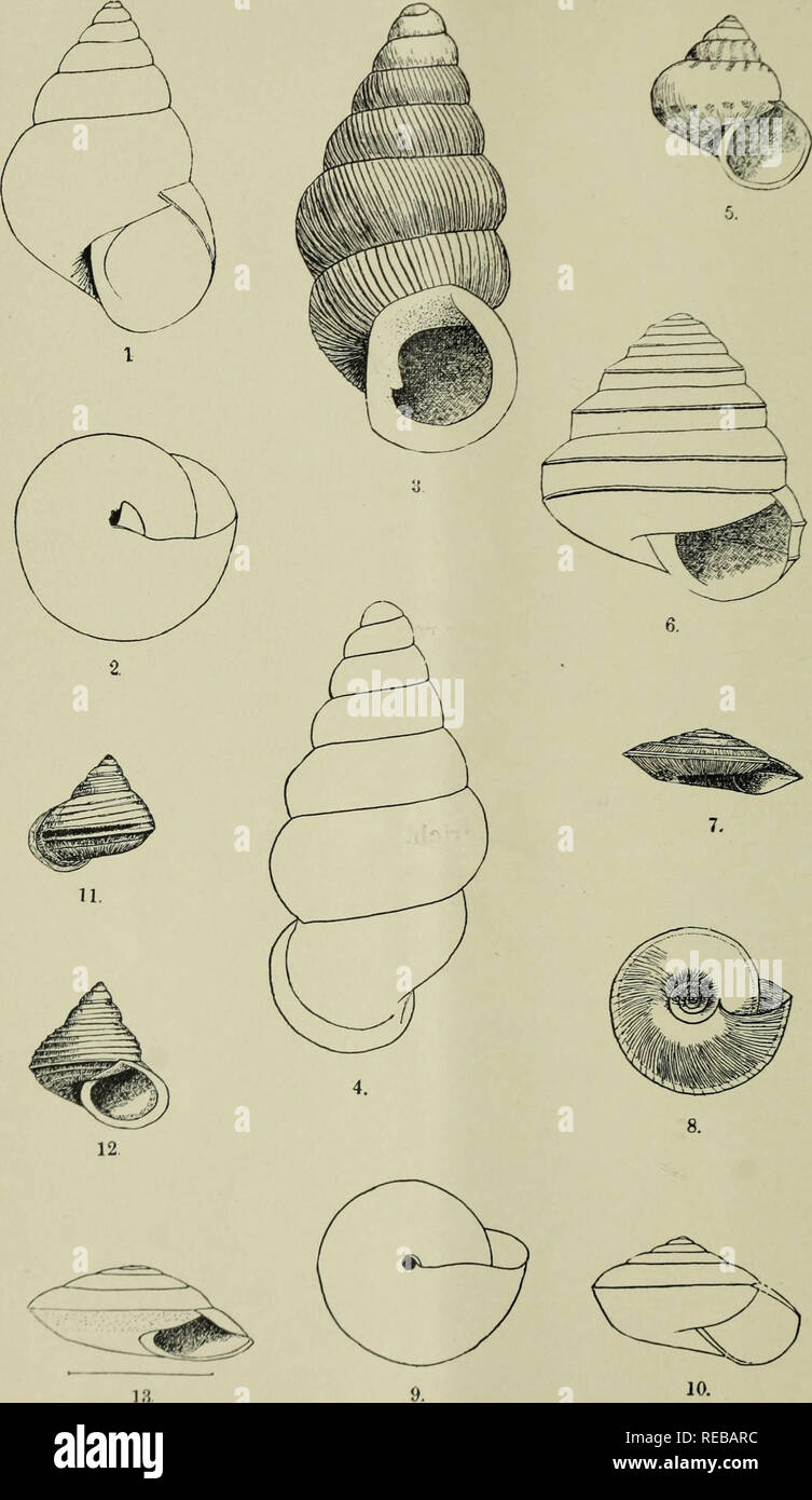 . The Conchologists' exchange. Mollusks. Vol. XII. PLATE I.. ALDHICH—SUMATRA MOLLUSCS.. Please note that these images are extracted from scanned page images that may have been digitally enhanced for readability - coloration and appearance of these illustrations may not perfectly resemble the original work.. Averell, William D. Philadelphia, Wm. D. Averell Stock Photo