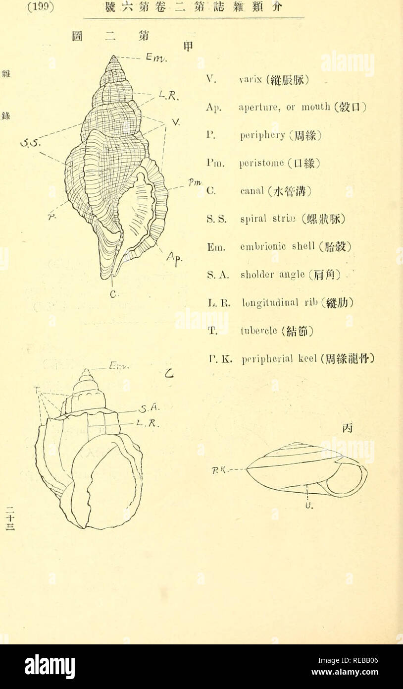 The Conchological Magazine Mollusks Eªee A V Varix C E Ei Aperture Or Moiitli E A J Aperiplicry A C I Pill Iicristomo A C C Canal Ae C Aeºi S S Spiral Struj Eºce I Em Embrionic Shell Ee S A