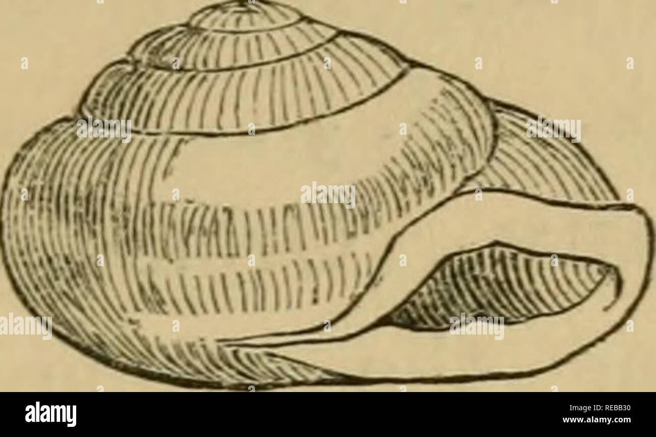. The conchologist's book of species : containing descriptions of six hundred species of univalves. Mollusks; Gastropoda. HELIX. 23 H. BARBADENSis. Orbicular-con cx, imper- forated^ depressed, smooth, pale reddish ; spire obtuse; aperture narrowed, with the margins red and connected; outer lip marginated; sometimes there is a white band on the last whorl; diam. f.. H. siNUATA. Imperforate, sub-globular, and slightly keeled; lip reflected, with four teeth in- side, and three plaits without; the shell is reddish bro^Ti, and covered with most minute raised dots; diam. |. W. 33. 29. H. HippocAST Stock Photo