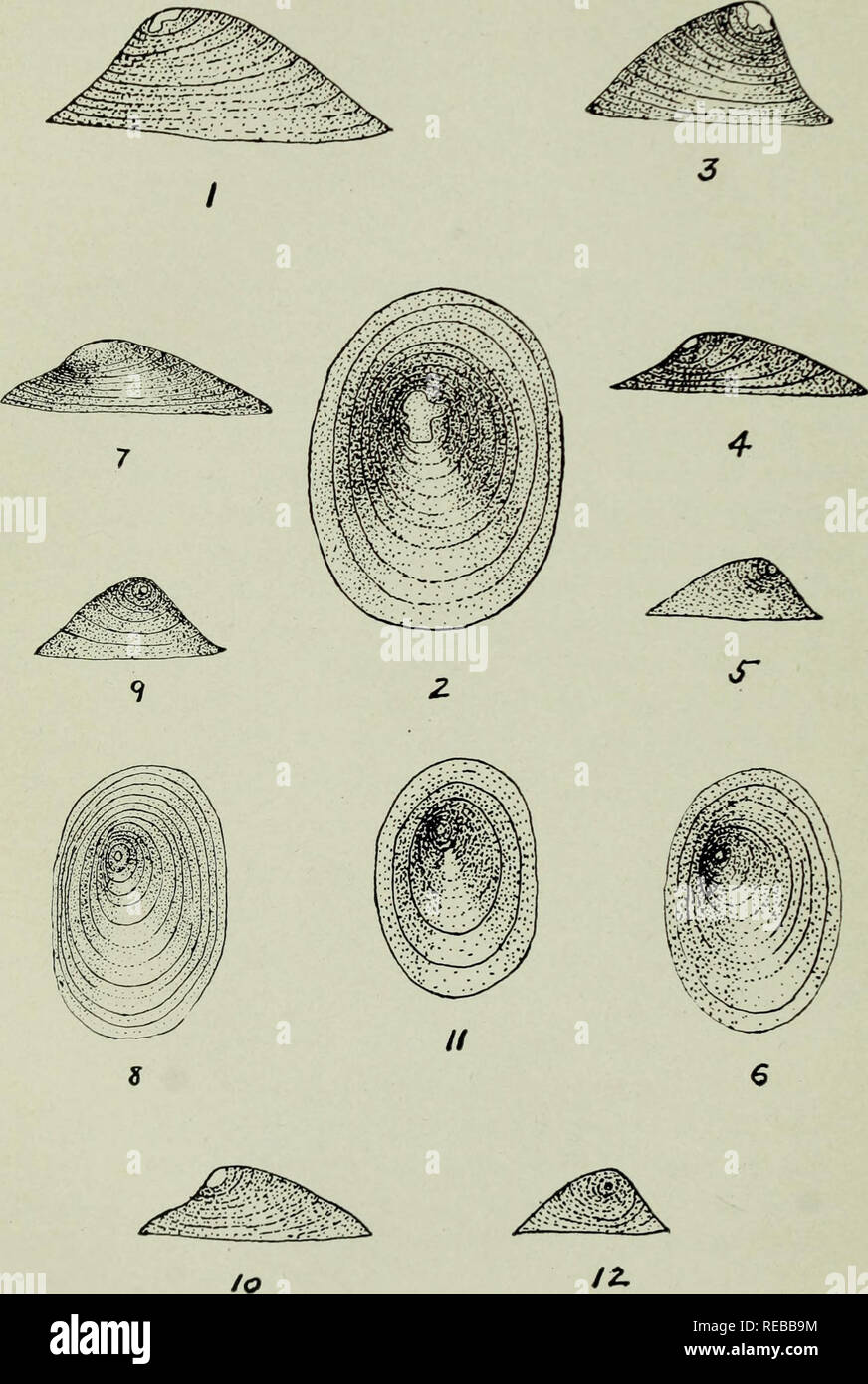 . The Conchologists' exchange. Mollusks. THE NAUTILUS. XXXIV - PLATE III. WALKER: FERRISSIA OBSCURA ETC.. Please note that these images are extracted from scanned page images that may have been digitally enhanced for readability - coloration and appearance of these illustrations may not perfectly resemble the original work.. Averell, William D. Philadelphia, Wm. D. Averell Stock Photo