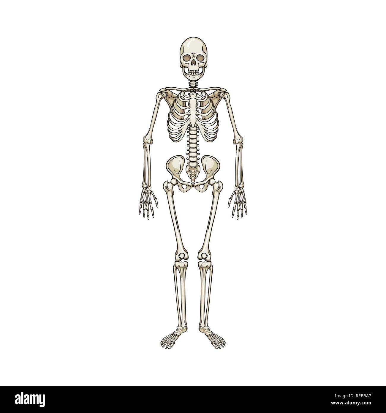 musculoskeletal,scientific,skeletal,system,body,skull,healthy,fiber