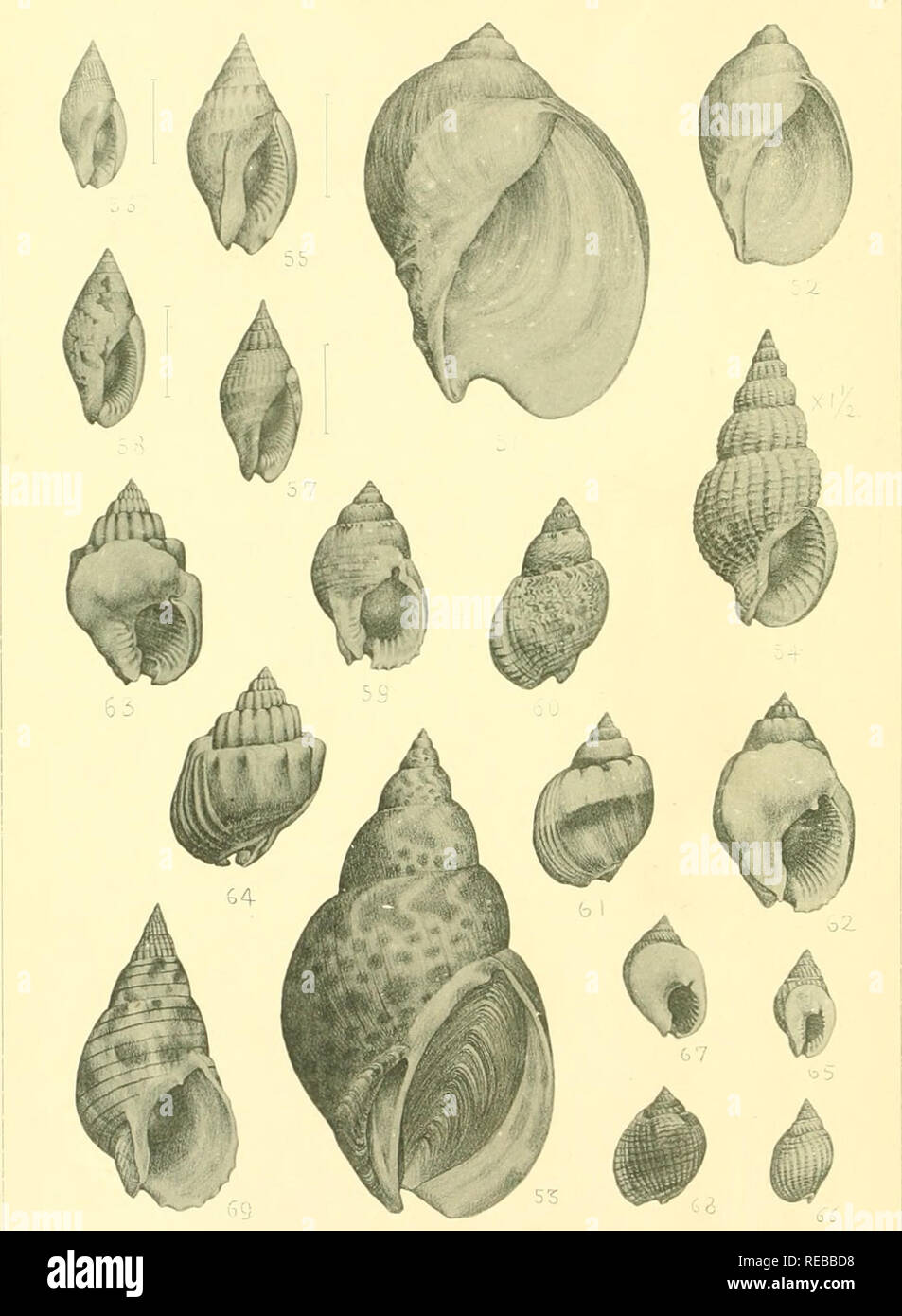 The Conchological Magazine Mollusks Japanese Marine Mollusks Pl Xxviii Ca ºti E Mc Aeµ Ae A 51 Volutharpa Perryi Jay 52 I Ampullaceii Midd 53 Kburna Japodica Sowb 54 Imios Sp Acyllene Pulchella M Amp Kvc 58