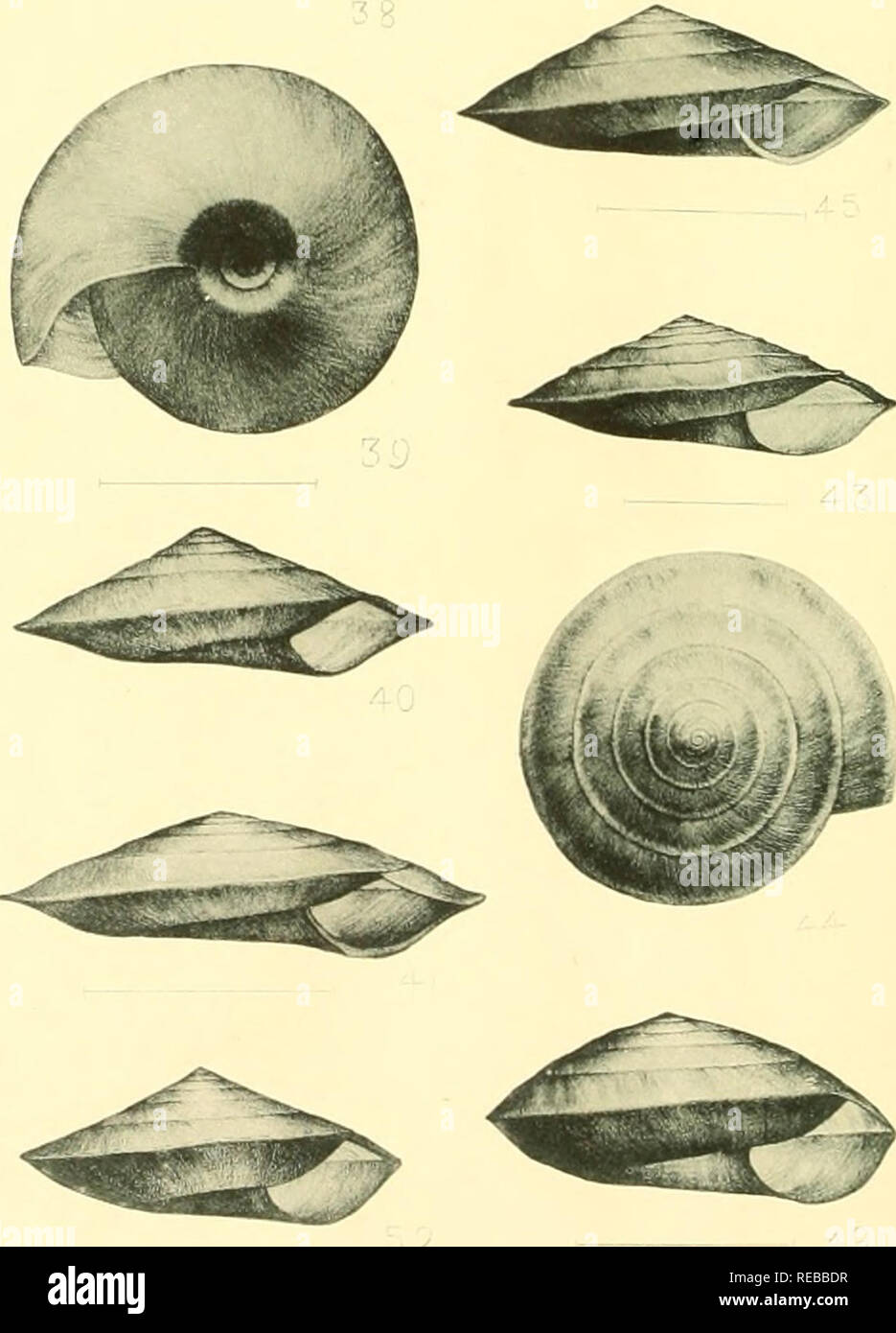 . The Conchological magazine. Mollusks. ??. 87 39 40 41. 42. 44J 45. J j Trochomorphi horiomphala * Pfr }? culti-ata Pils. &amp; Hir. ,?ihcyaensis P- it H. ?,esuritor P. &amp; H. ?,oshimana P. &amp; H- .,formosana P- &amp; H. 4d? ^g&quot; j. Troohomorpha gouldiana Pils. 49. ,? haenssU Schuia. &amp; Bttg. j. ?? cathcart-c Reeve. 52. ?, shermani ( Pfr ? ^^j ., pellucida Pils. &amp; Hir. 3. Please note that these images are extracted from scanned page images that may have been digitally enhanced for readability - coloration and appearance of these illustrations may not perfectly resemble the ori Stock Photo
