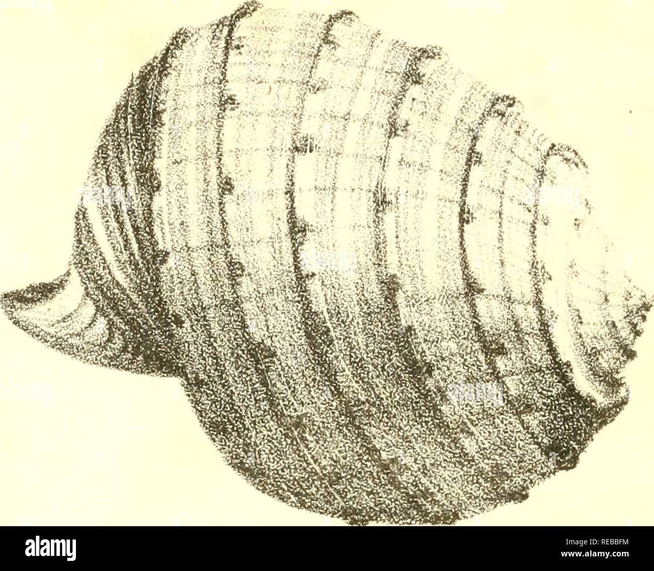 The Conchologist Mollusks O X H H D E 3 H U C 0 X R I A S W D I 3 C 2 4j A G Ctj Ft