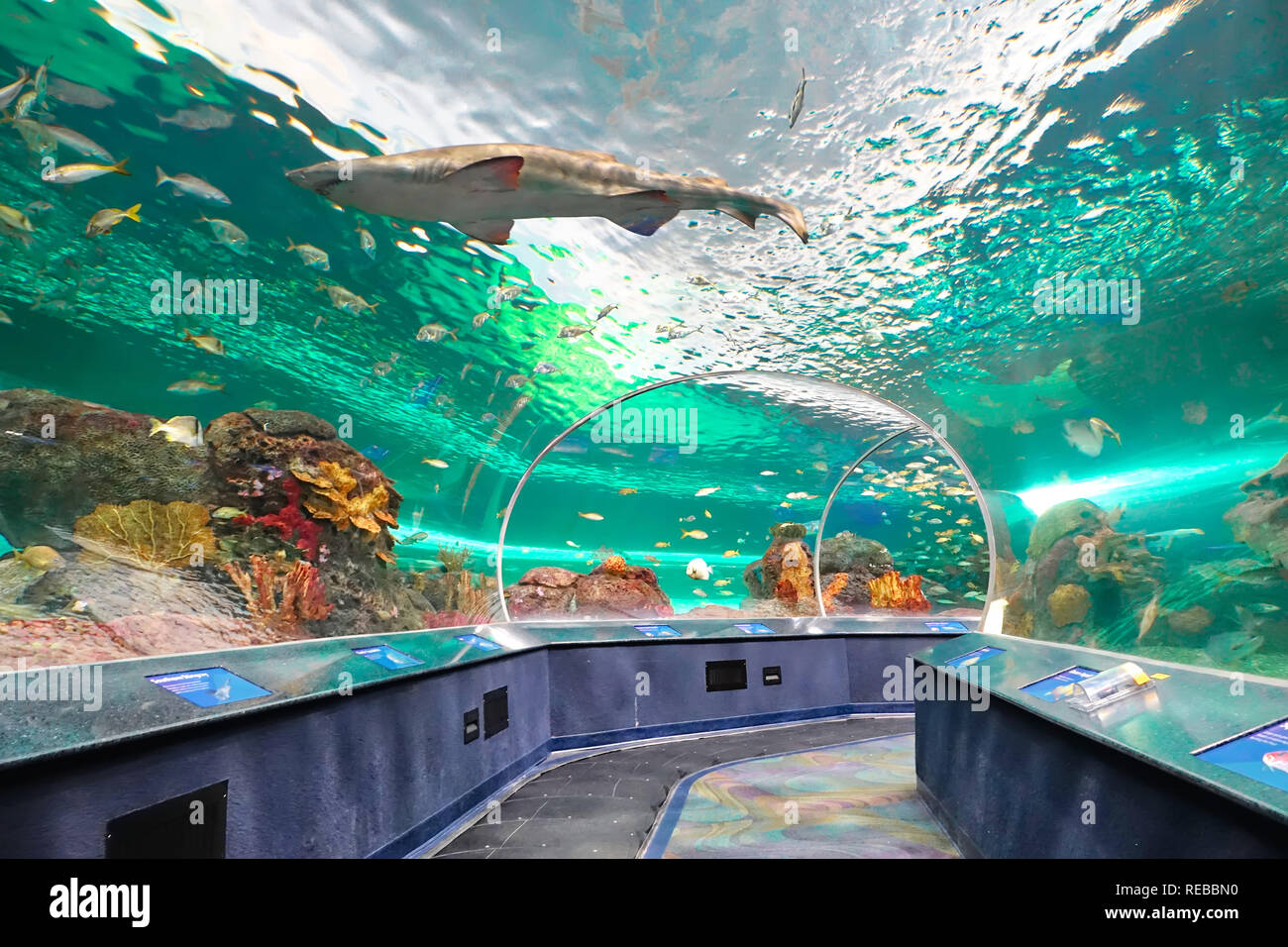 Toronto Ripleys Aquarium underwater scenic tunnels Stock Photo Alamy