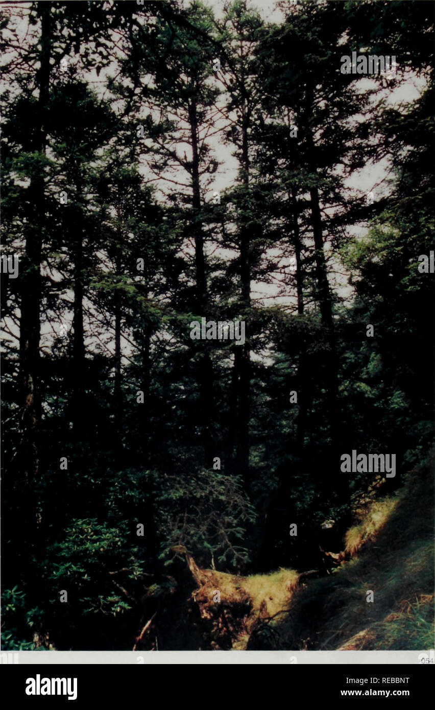 Du Jiang Yan Sheng Wu Duo Yang Xing Yan Jiu Yu Bao Hu Botany E Ae A Cc C A Ae Ae C C C A A Ae 049 Asteropyrum Peltatum Fianch Drumm Et Hutch A A C Aea I 050 A Ca Ae Abies Fabri Du Jiang Yan Sheng Wu Duo Yang Xing Yan Jiu Yu Bao Hu Botany E Ae A Cc C A Ae Ae C C C A A Ae 049 Asteropyrum Peltatum Fianch Drumm Et Hutch A A C Aea I 050 A Ca Ae Abies Fabri