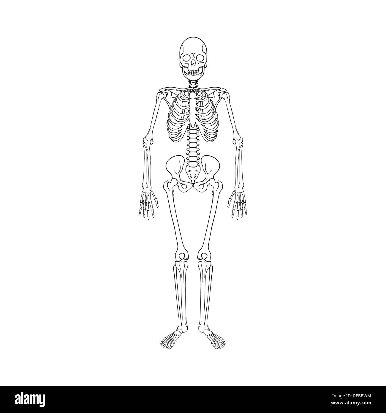 Page 2 Body Outline With Organs High Resolution Stock Photography And Images Alamy