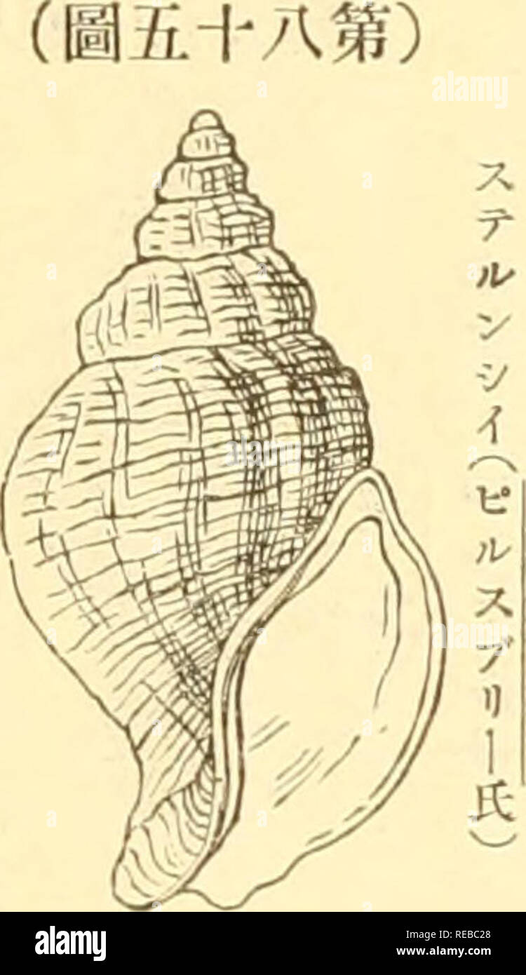 The Conchological Magazine Mollusks Ae Aaºaea A A Aaae Ae 10 Ae E Aeµ C A E Ae Ae A Ae C A Ae µaa C Aae C Aeºaaa Ae Aªae E A A A A C Ae A Aec Aa Aa A Quot Aaa Aaa A Aaeµ Aµa E A A Aaca Aaa A Aa A A A S Stearnsii Pusbl Y A Aa Aaa Av1ae Ae Ae Aeµ C