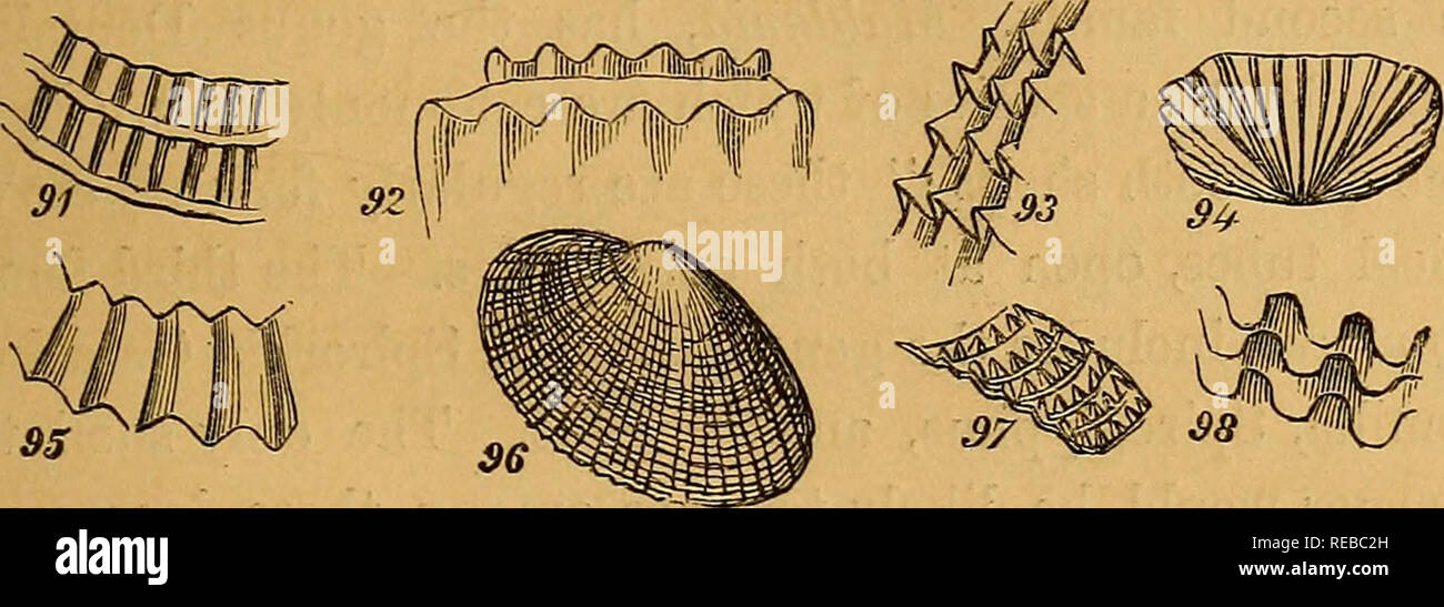 . A conchological manual. Shells. INTRODUCTION. 43 rendered uneven by raised knobs, it is said to be tuherculated ; and if rendered rough and prickly by sbarp points it is muri- cated, as in the cut, fig. 97- The term reticulated is applied to fine raised lines, crossing each other, and resembling fine net work.. External surface. Fig. 91, cancellated; 92, cm'onatecl; 93, imbricated^ 94, pectinated; 95, plicated; 96, decussated; 97, muricated; 95, foliated. By the foregoing general observations and explanations, it is trusted that the reader will be prepared for the following exposition of the Stock Photo