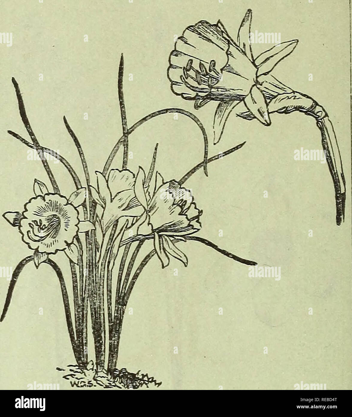 Dutch Bulbs Flower Roots Small Fruits And Sundries Plants For