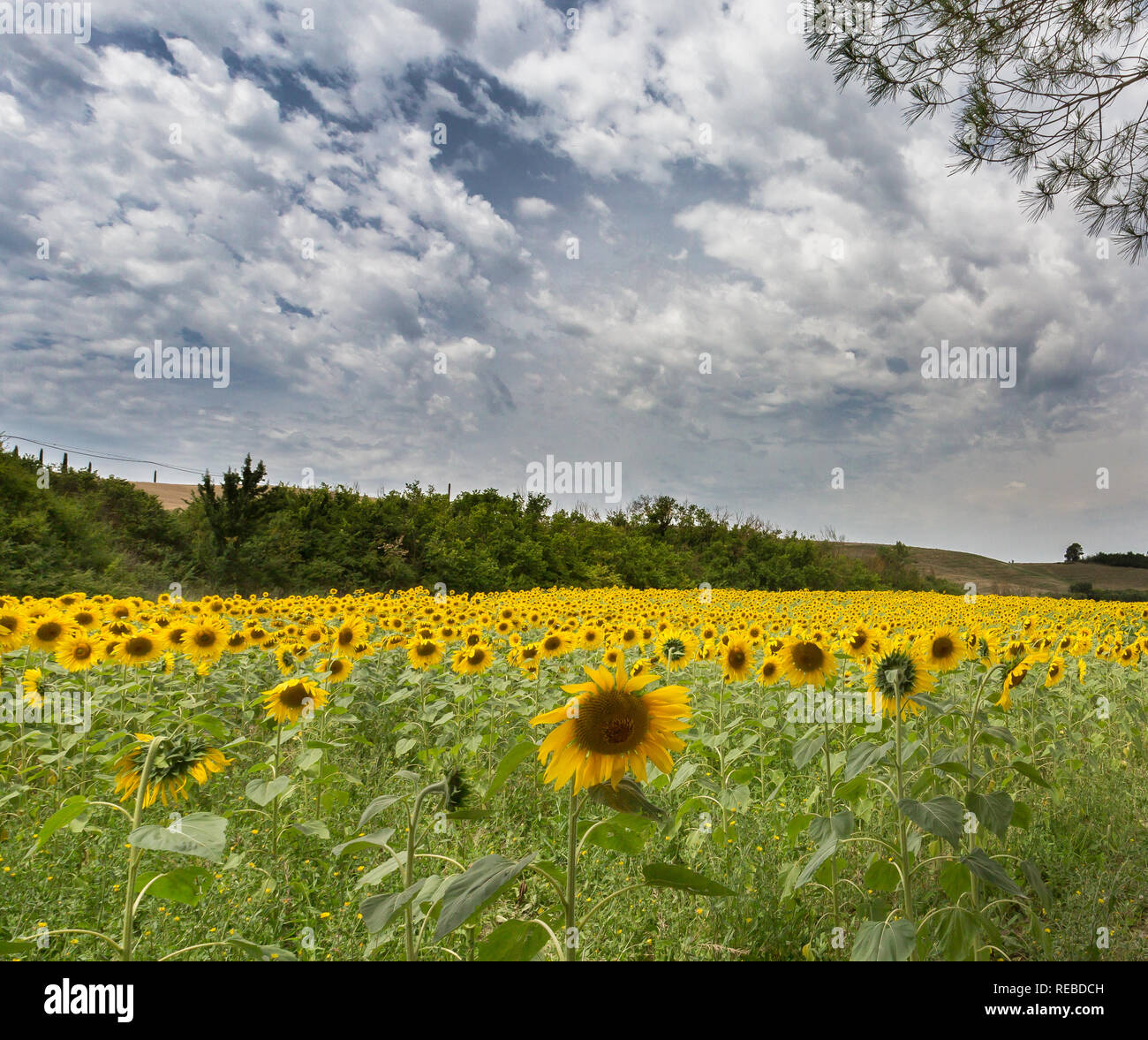 Field of Sunflowers in Tuscany in July Stock Photo - Alamy