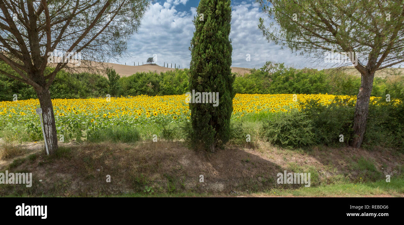 Sunflower field in Tuscany Stock Photo - Alamy