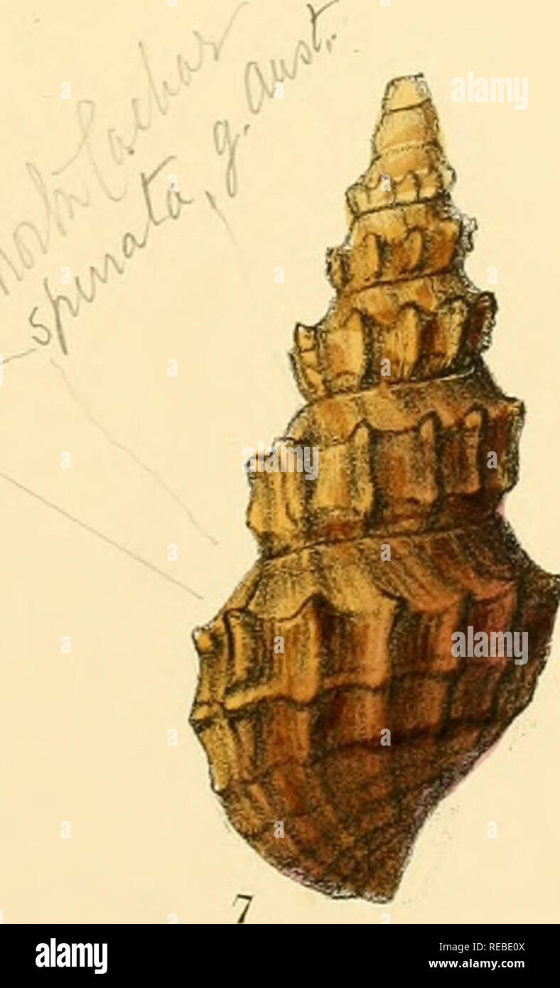 Sylvanus Shell 1829 1908 hi-res stock photography and images - Alamy