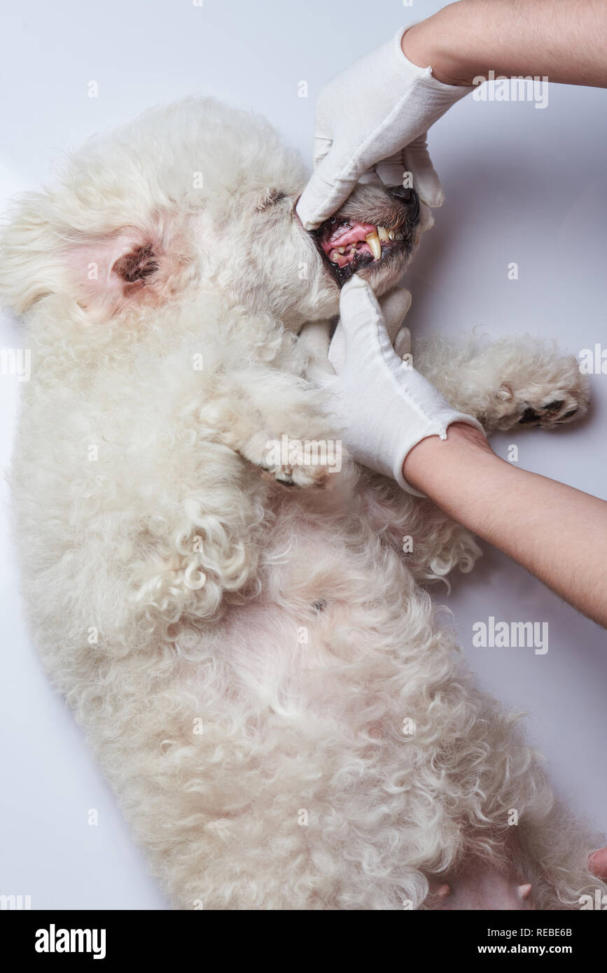 Examination of dog teeth on veterinarian table white background Stock Photo