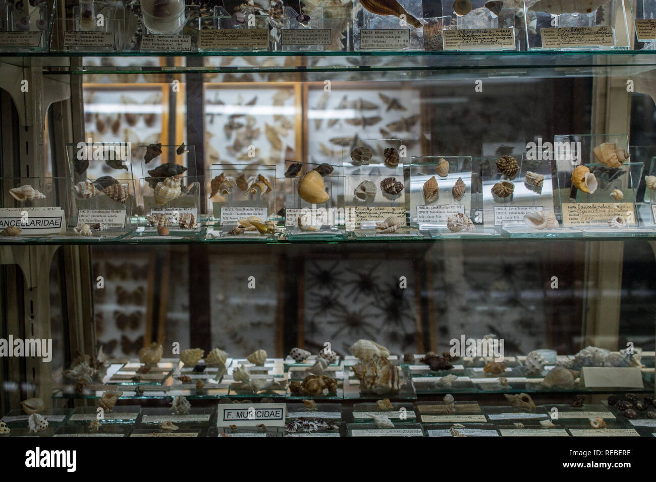 A photo of scientific exhibition of invertebrates (seashells and insects) at the La Salle Natural History Museum in San Jose, Costa Rica Stock Photo