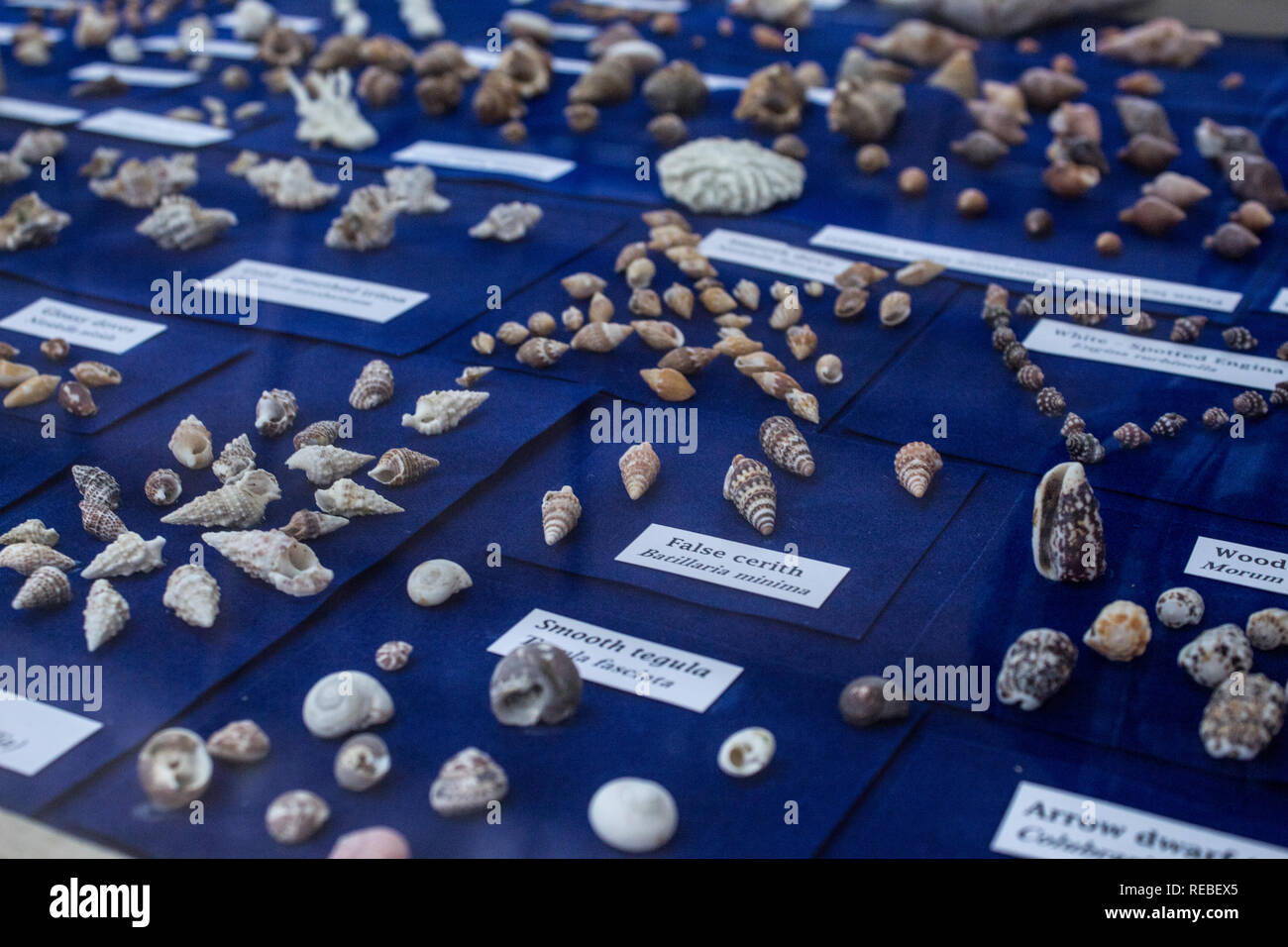 A photo of a selection of seashells on blue background. Scientific exhibition at La Salle Natural History Museum, San Jose, Costa Rica Stock Photo