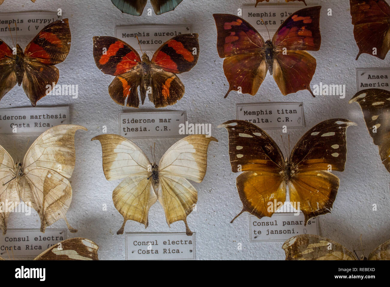 An entomological collection of beautiful pinned butterflies in a Natural History Museum. With etiquettes for identification. Stock Photo