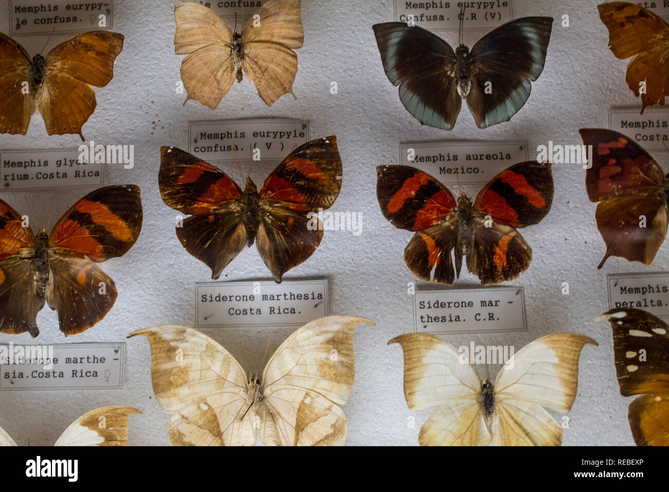 An entomological collection of beautiful pinned butterflies in a Natural History Museum. With etiquettes for identification. Stock Photo