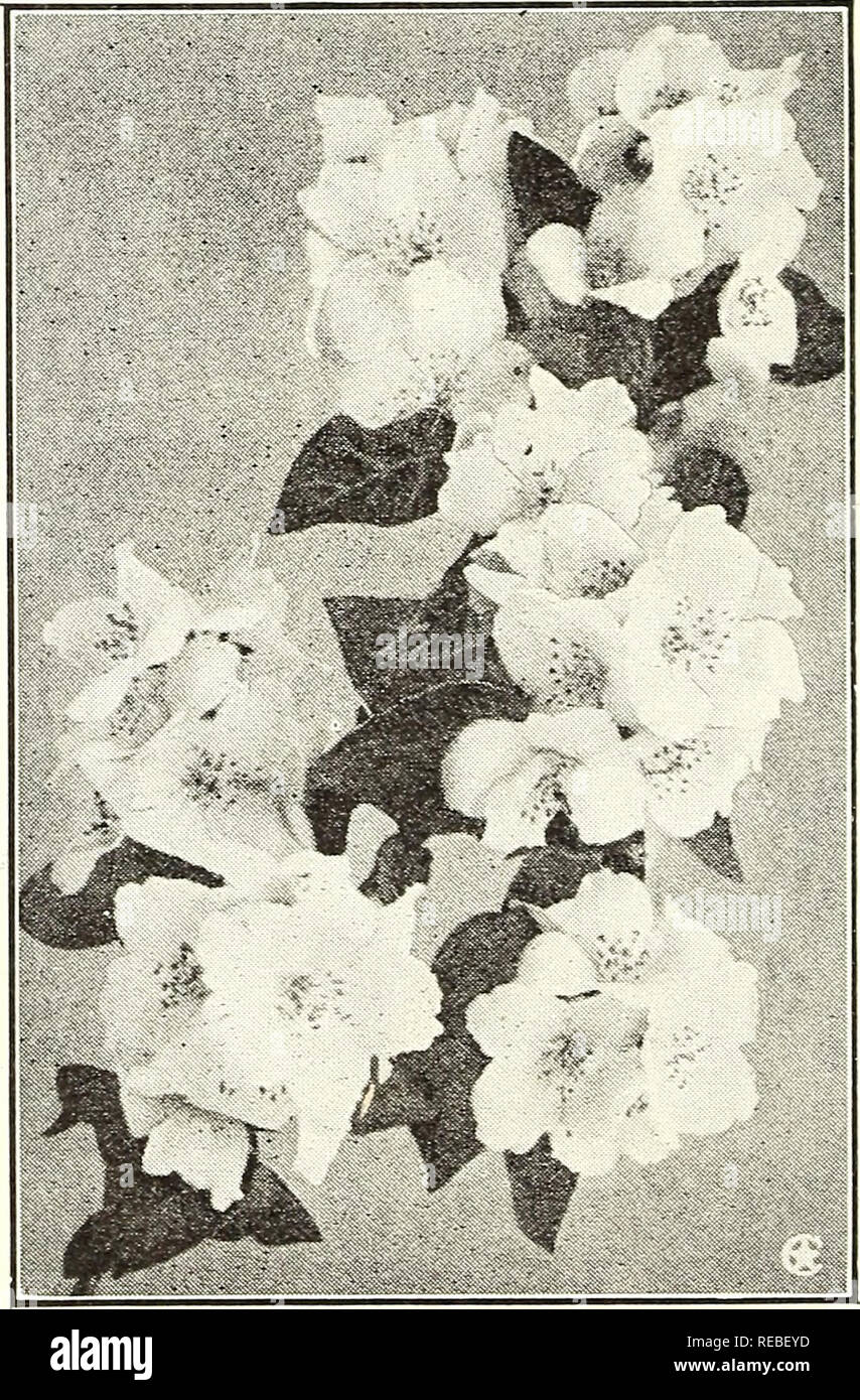 . Conard star roses : autumn 1923. Rose culture; Roses; Flowers Seeds Catalogs; Plants, Ornamental Seeds Catalogs. Hydrangea paniculata grandiflora. Blooms for 3 months Forsythia viridissima (Golden Bells) The earliest blooming shrub, coming into flower early in May, and the entire plant becomes covered with golden yellow, bell-shaped flowers before the foliage appears. The bright yellow blossoms are a grateful sight in early spring. Honeysuckle, Bush (Lonicera Morrowii) The yellow flowers, which come in May, are followed by masses of brilliant scarlet berries which remain on the bush a long t Stock Photo