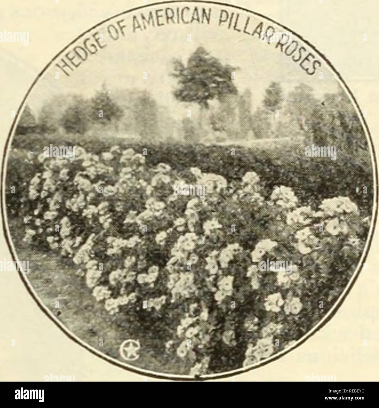 . The Conard &amp; Jones Co. roses. Rose culture; Roses; Fruit Seeds Catalogs; Plants, Ornamental Seeds Catalogs. MULTIFLORA OR CLUSTER-FLOWERED TYPES â¢AMERICAN PILLAR Introduced by the Conard &amp; Jones Co. Decided, 1918, by a vote of The National Rose Society of England as the &quot; Most Popular Climbing Rose in Existence.&quot; If ever there was a Rose constituted to stand the tryingconditionsof our Ameri- can cHniate, we have it in this unique, hardy, free-blooming climber. It will thriv^e in poor soil as well as in rich, and insists on growing vigorously. It has stout, thick, curs'ing  Stock Photo